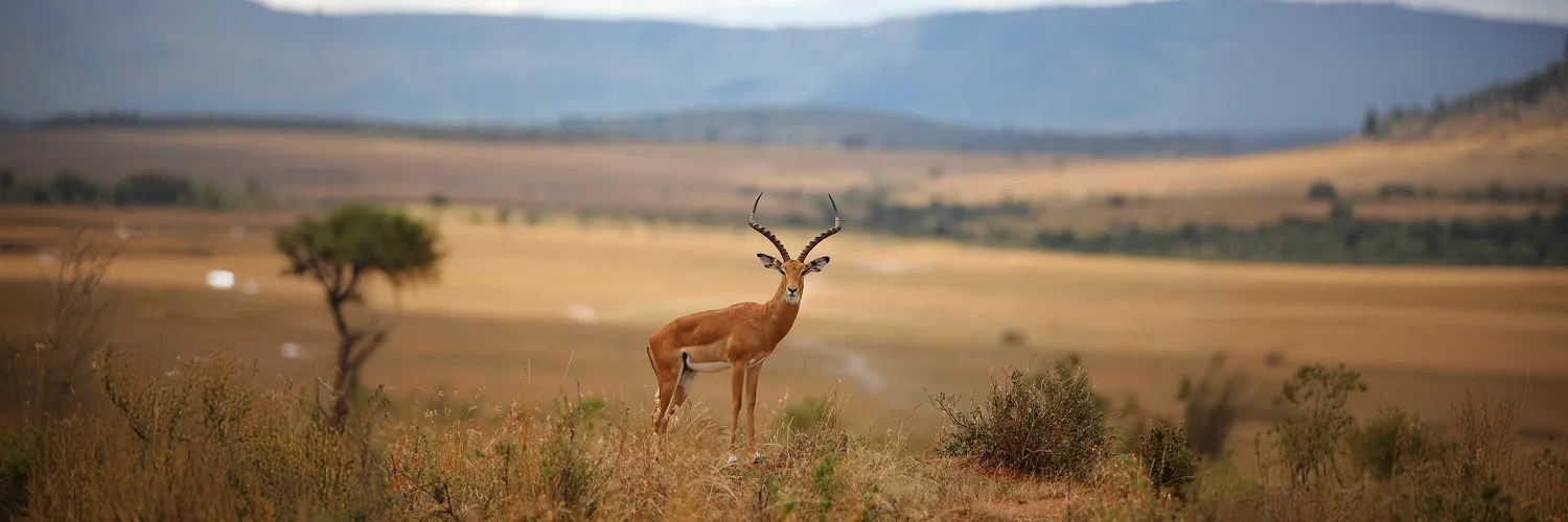 beautiful-deer-grass-covered-hill-with-blurred-jungle 1.webp